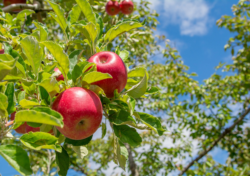 りんごオーナー園 イメージ