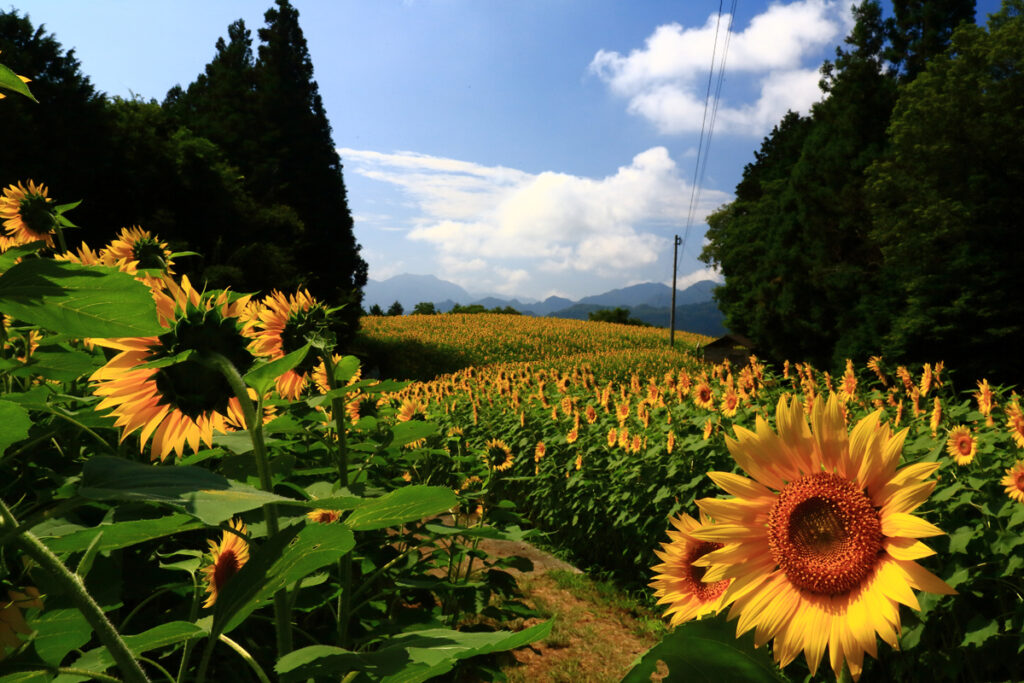 平石農場ひまわり畑