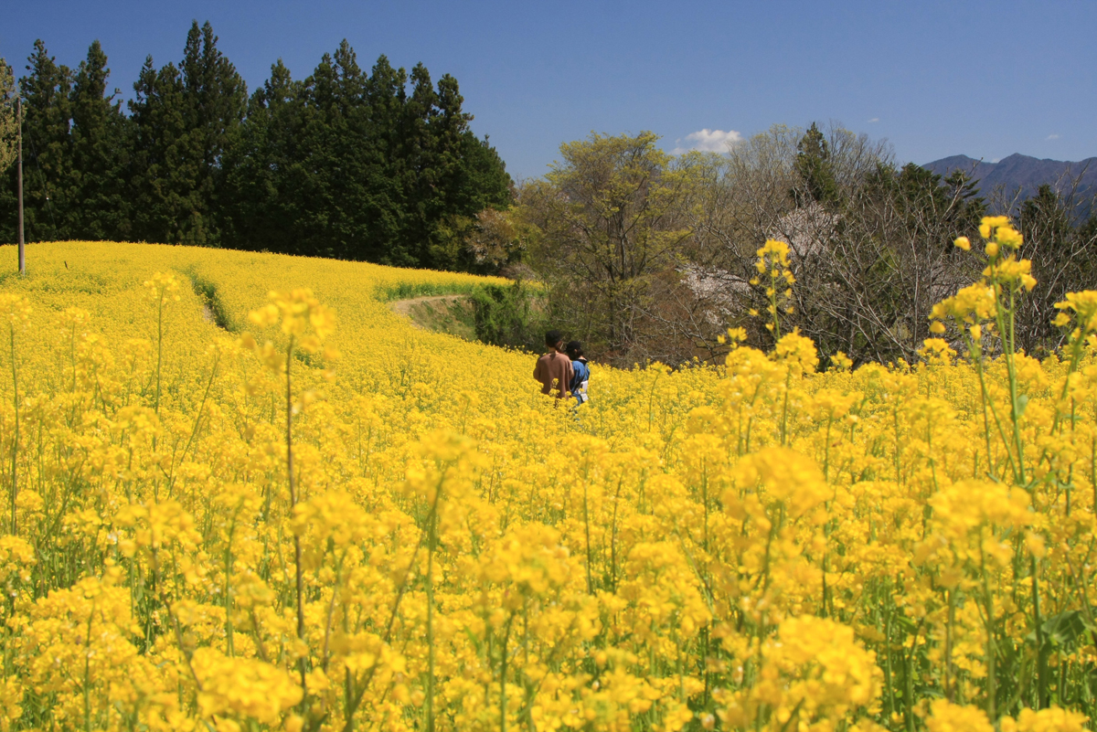 平石農園菜の花畑 イメージ